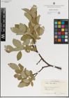 Foto von Salix lanata L.